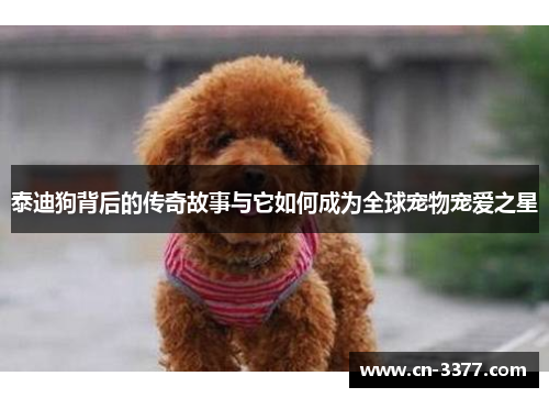 泰迪狗背后的传奇故事与它如何成为全球宠物宠爱之星